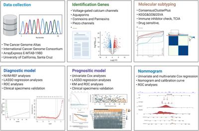 The Ion Channel-Related Gene Signatures Correlated With Diagnosis, Prognosis, and Individualized Treatment in Patients With Clear Cell Renal Cell Carcinoma